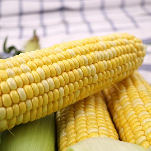 有贊拼團(tuán)〕云南新鮮水果甜玉米棒蔬菜農(nóng)家自種即食生吃非轉(zhuǎn)基因苞谷