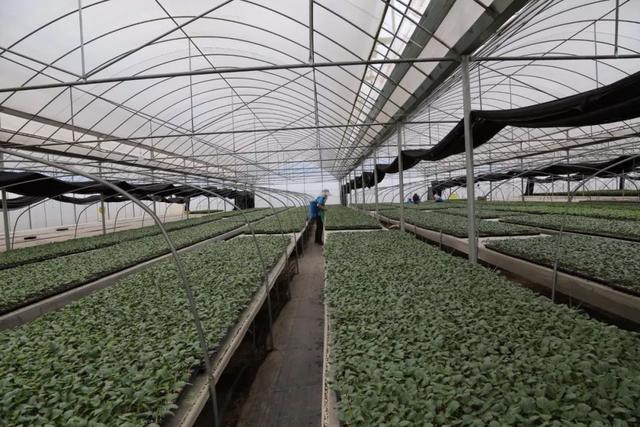 彌渡憑什么?1斤小番茄賣到30元,蔬菜種苗走出國門&hellip;