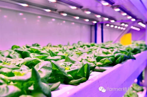 餐桌背后的中國(guó) 給現(xiàn)實(shí)中的食品工業(yè)來一點(diǎn)科幻的味道