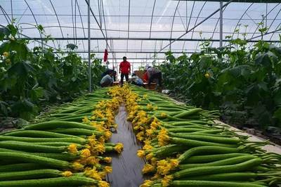 扶貧加速度!長(zhǎng)順縣代化鎮(zhèn)打傍蔬菜基地 首批&ldquo;扶貧蔬菜&rdquo;上市啦!