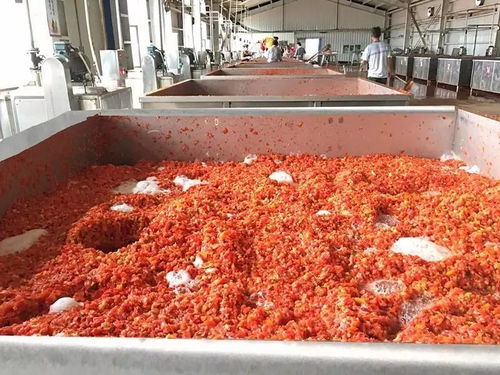 萬(wàn)通蒙根花食品加工廠進(jìn)行脫水蔬菜生產(chǎn) 番茄