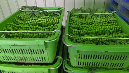 【打好富硒品牌】于都:發展&ldquo;硒&rdquo;產業 振興新&ldquo;硒&rdquo;望