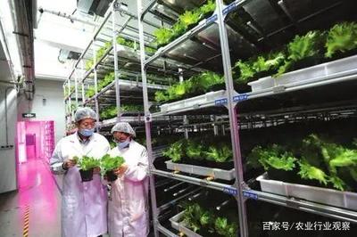 植物工廠:90%不盈利,然而產品符合消費趨勢,未來價值可期